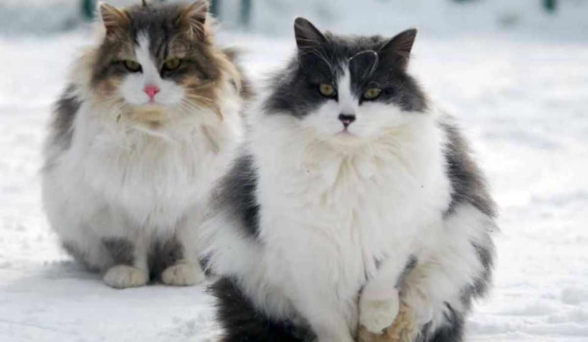 Февральский прогноз для Челябинской области обнародовали метеорологи