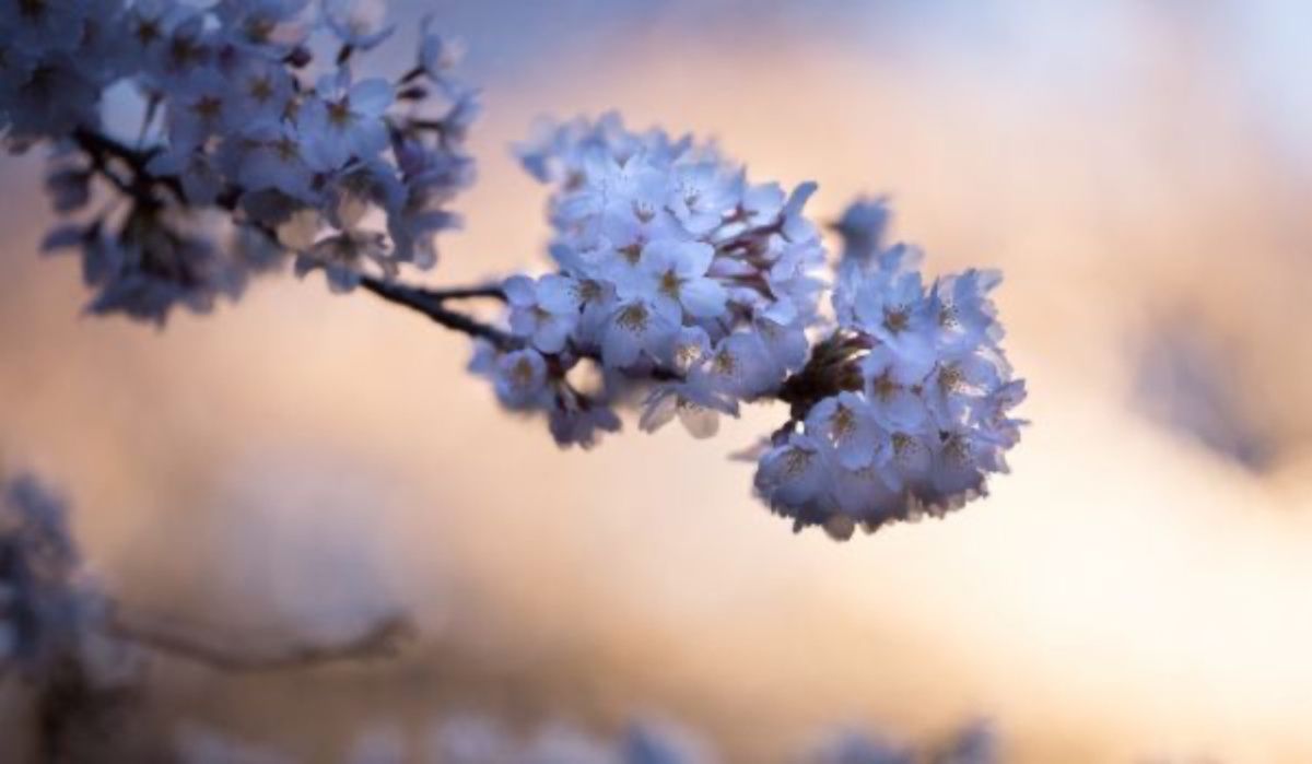 В Вербное воскресенье в Воронеже ожидаются заморозки