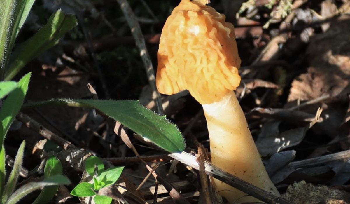 Столичный грибной сезон стартует со строчков и сморчков