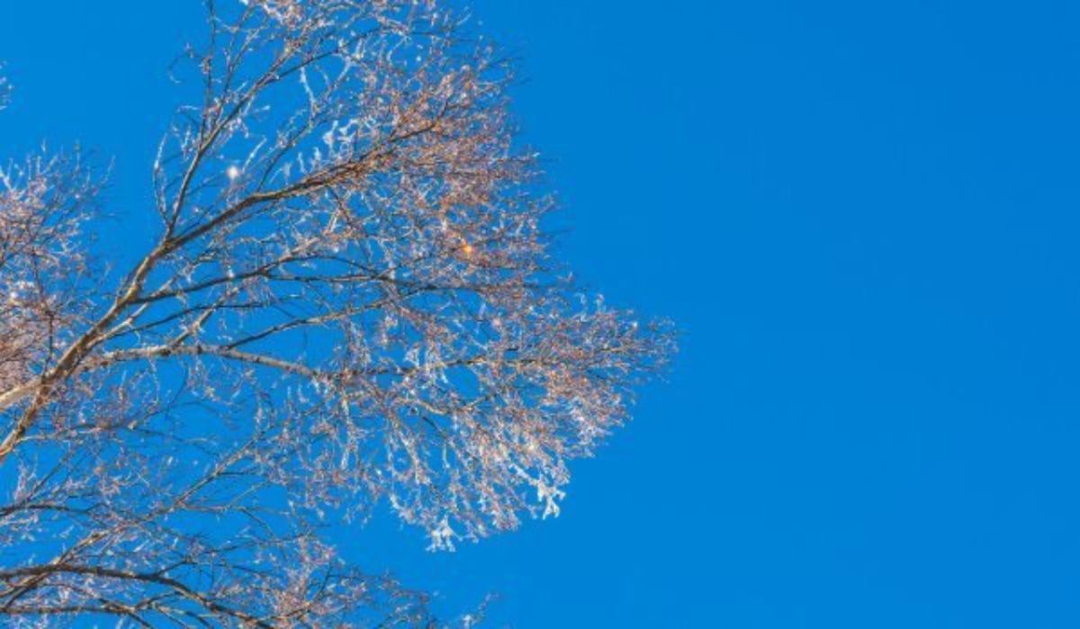 Резкое похолодание ожидается в Воронежской области в последние выходные апреля