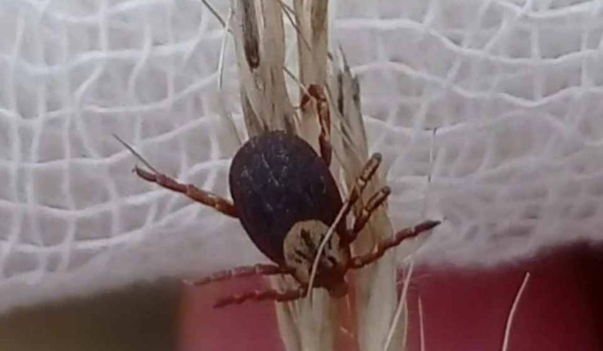 Более 100 жителей Красноярского края за неделю пострадали от укусов клещей