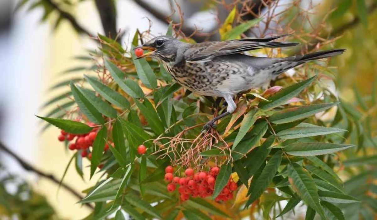 Резкое потепление ожидается в Новосибирске в конце октября