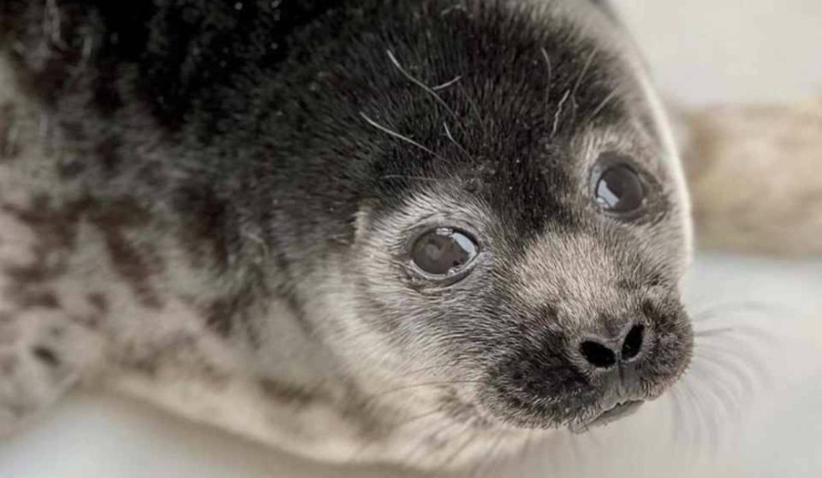 Фонд друзей балтийской нерпы сообщил о числе спасенных ластоногих с начала сезона