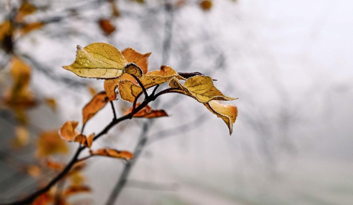 Синоптики Москвы прогнозируют прохладную и дождливую неделю