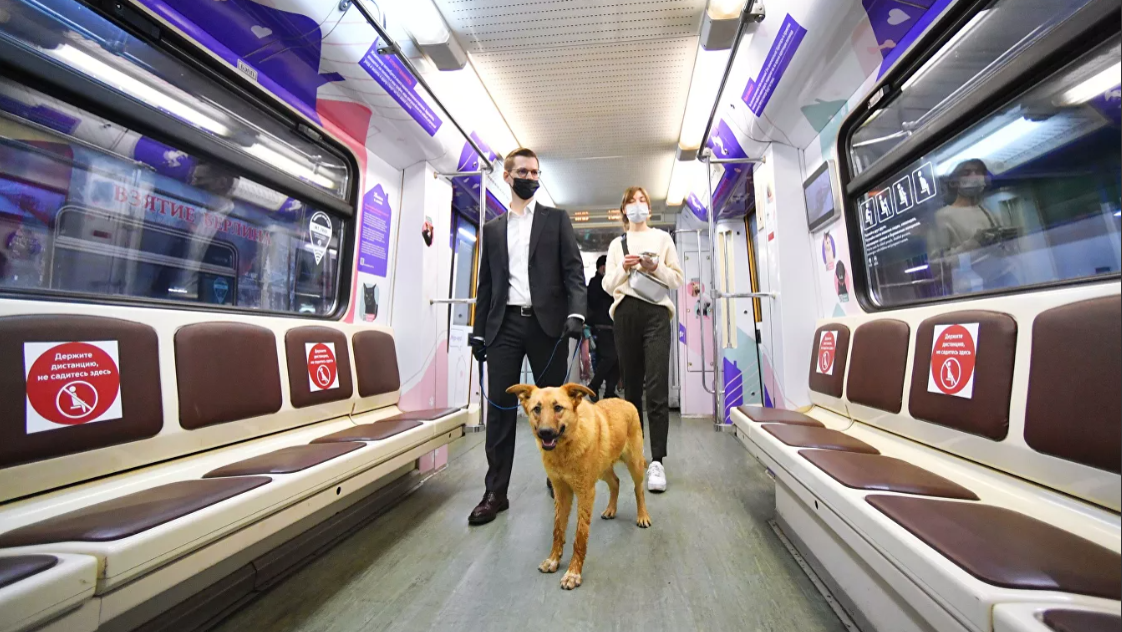 Поезд метро &quot;Хвосты и лапки&quot; помог приютить 24 животных