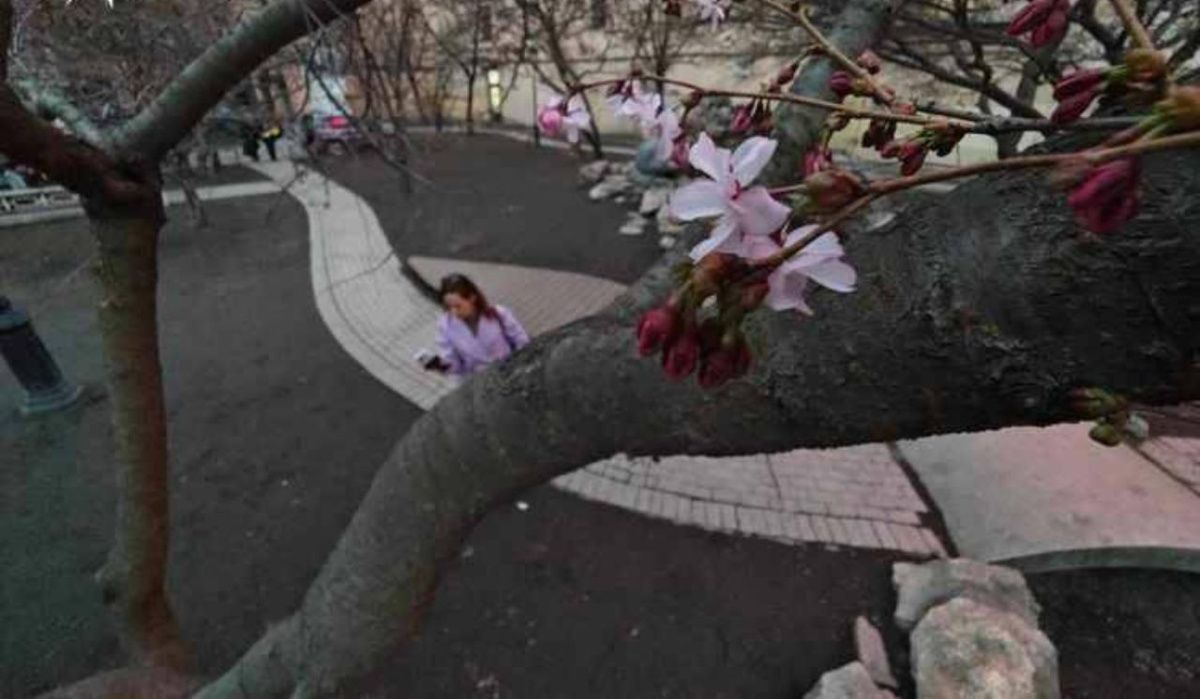 В Саду Дружбы Петербурга расцвела сакура