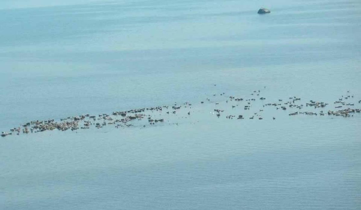 Фонд друзей балтийской нерпы обнародовал численность серых тюленей