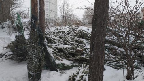 «Кладбище ёлок»: В Воронеже появилась ёлочная свалка