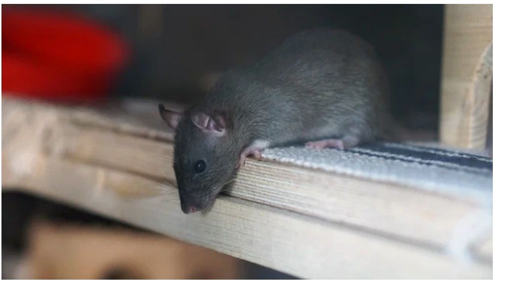 Жителей Челябинска атаковали крысы