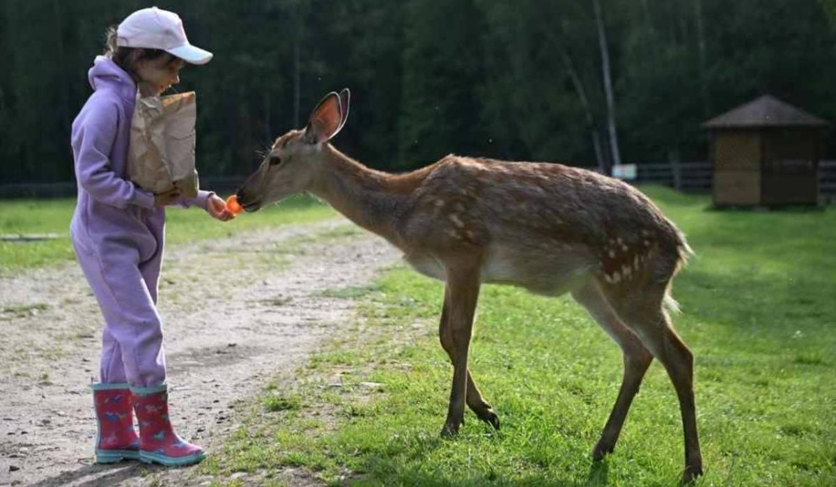 Контактный зоопарк Челябинска закрывается на три дня