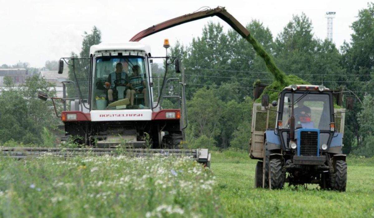 &quot;Птицефабрика Чайковская&quot; завершает уборку витаминно-травяной муки