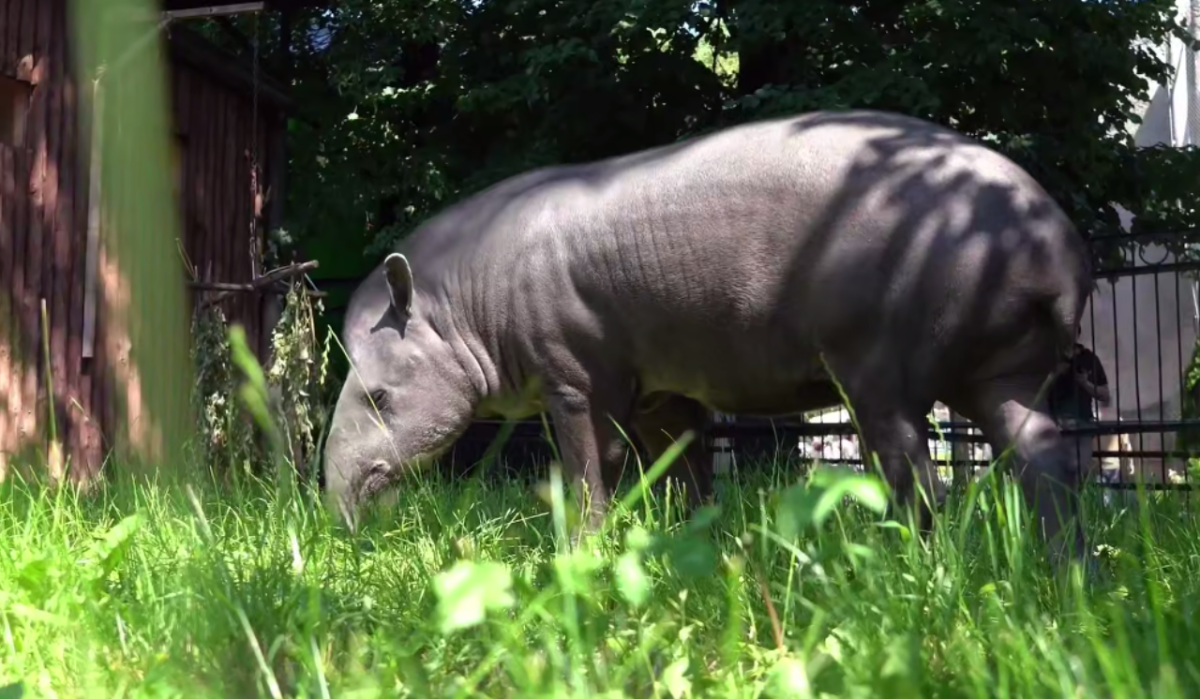 Московский зоопарк сообщил печальную новость
