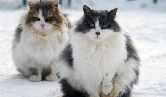 Февральский прогноз для Челябинской области обнародовали метеорологи