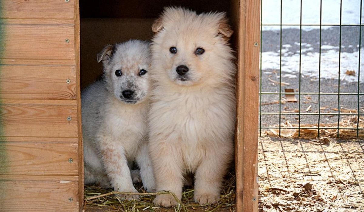 В Челябинской области открыли государственный приют для бездомных животных 