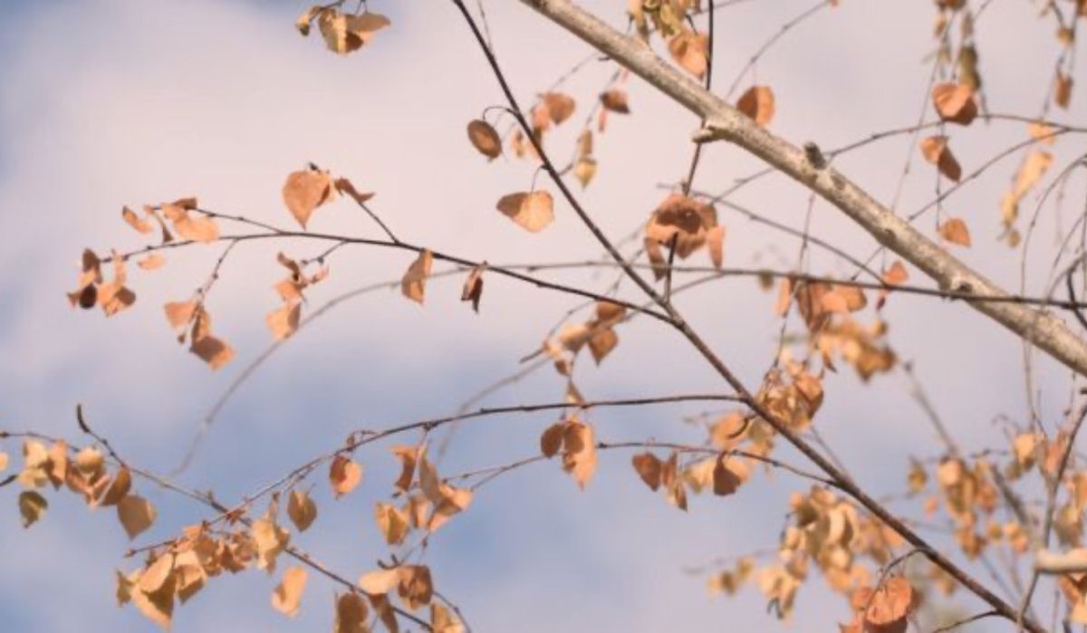 Воронеж ожидают заморозки до -2°C в последние выходные сентября