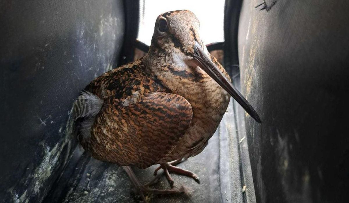 Экологи Москвы наблюдают осеннюю миграцию вальдшнепов