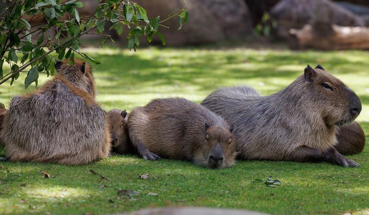 Московский зоопарк стал частью маршрута программы «Играй в Москву!»