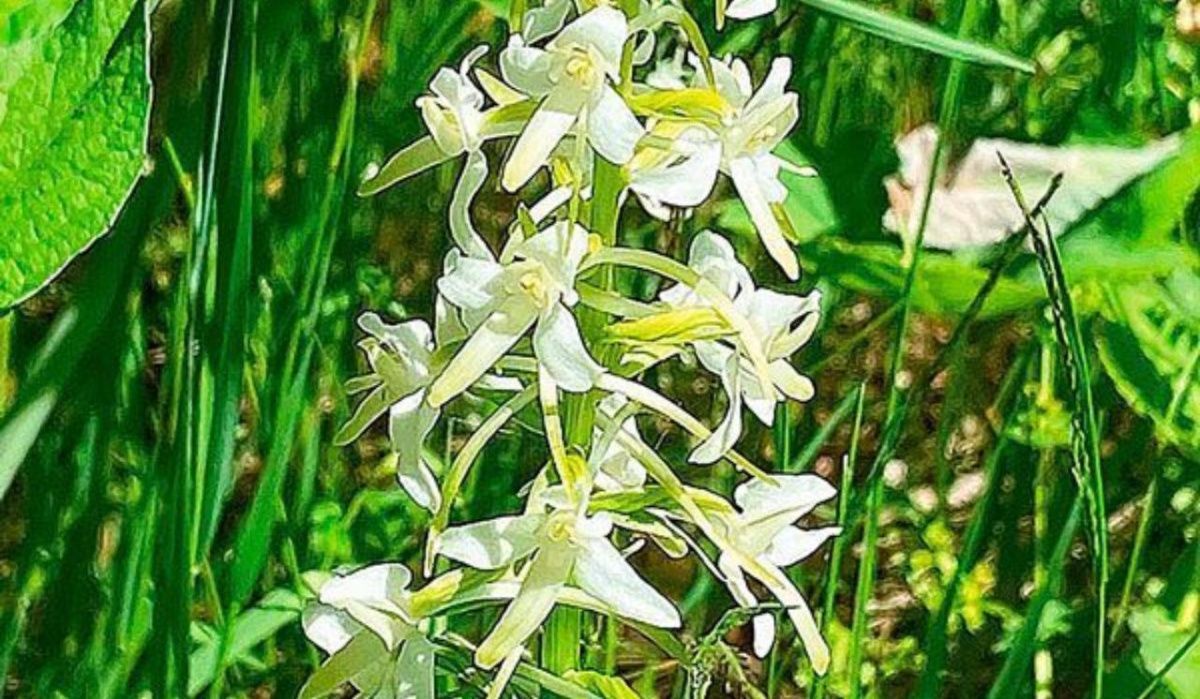 В Москве зацвели редкие краснокнижные орхидеи