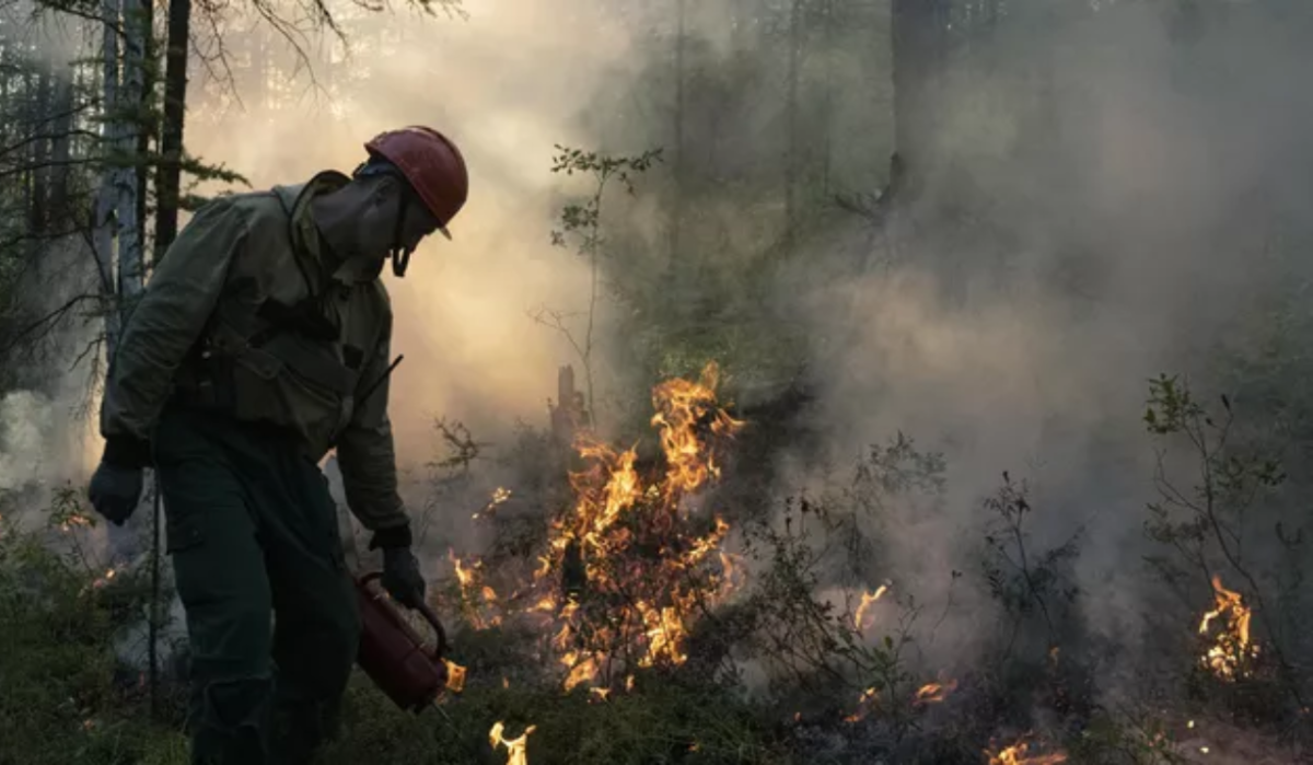 В России за сутки ликвидировали 59 лесных пожаров