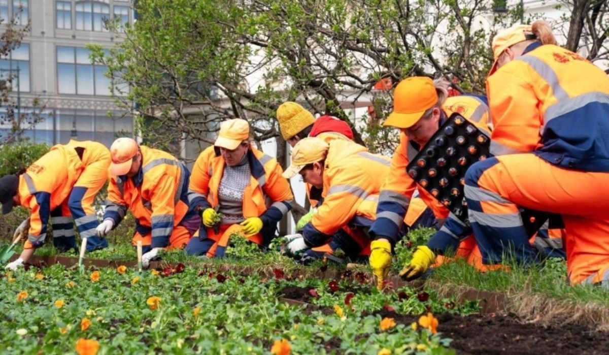 Виола украсит столичные цветники
