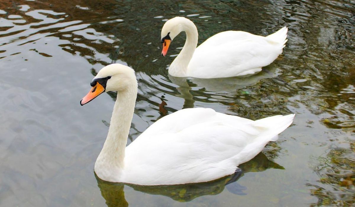 Маша и Ваня проведут зимовку в Московском зоопарке