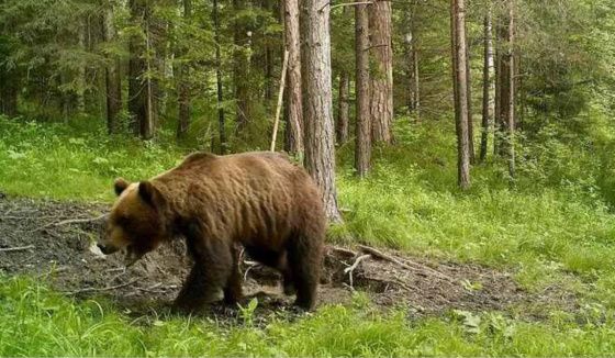 Туристы в Челябинской области отпугивали медведя песнями