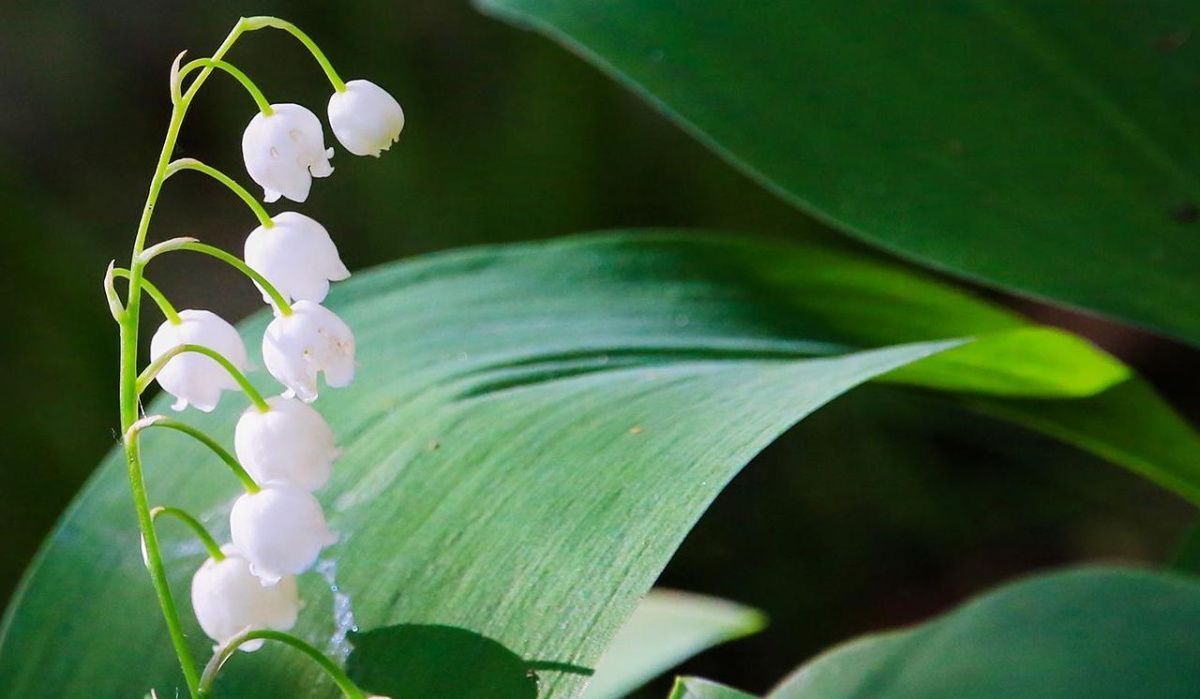Из Красной книги Москвы исключили одно из растений