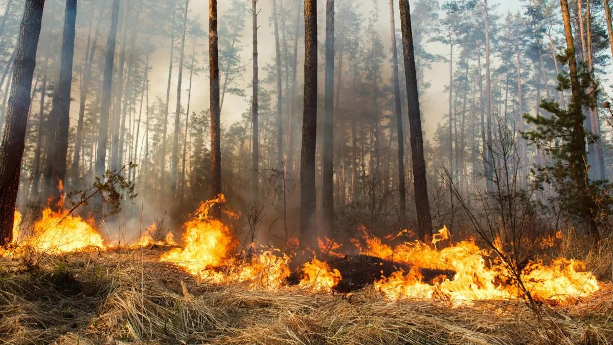 Челябинское село удалось спасти от лесного пожара